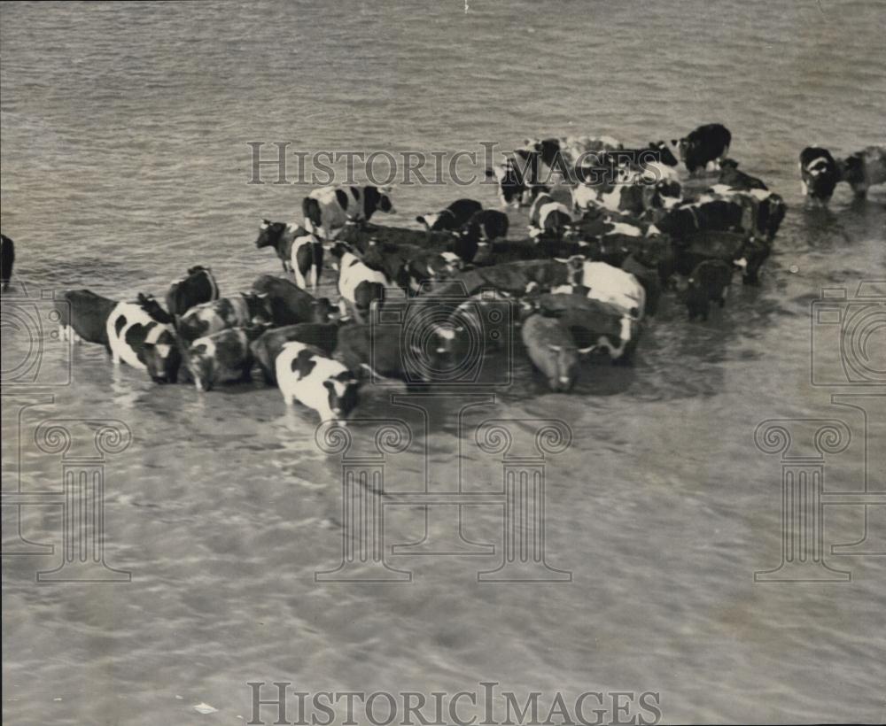 Press Photo Cattle in River - Historic Images