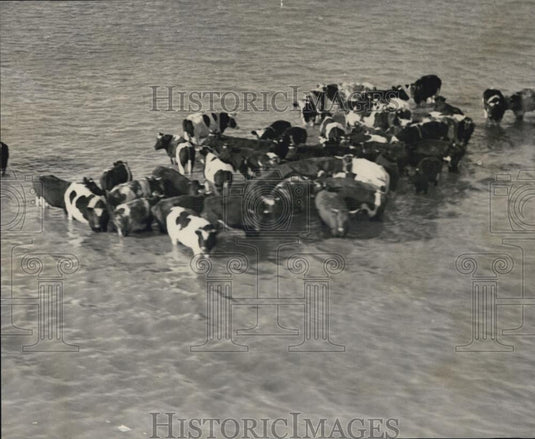 Press Photo Cattle in River - Historic Images