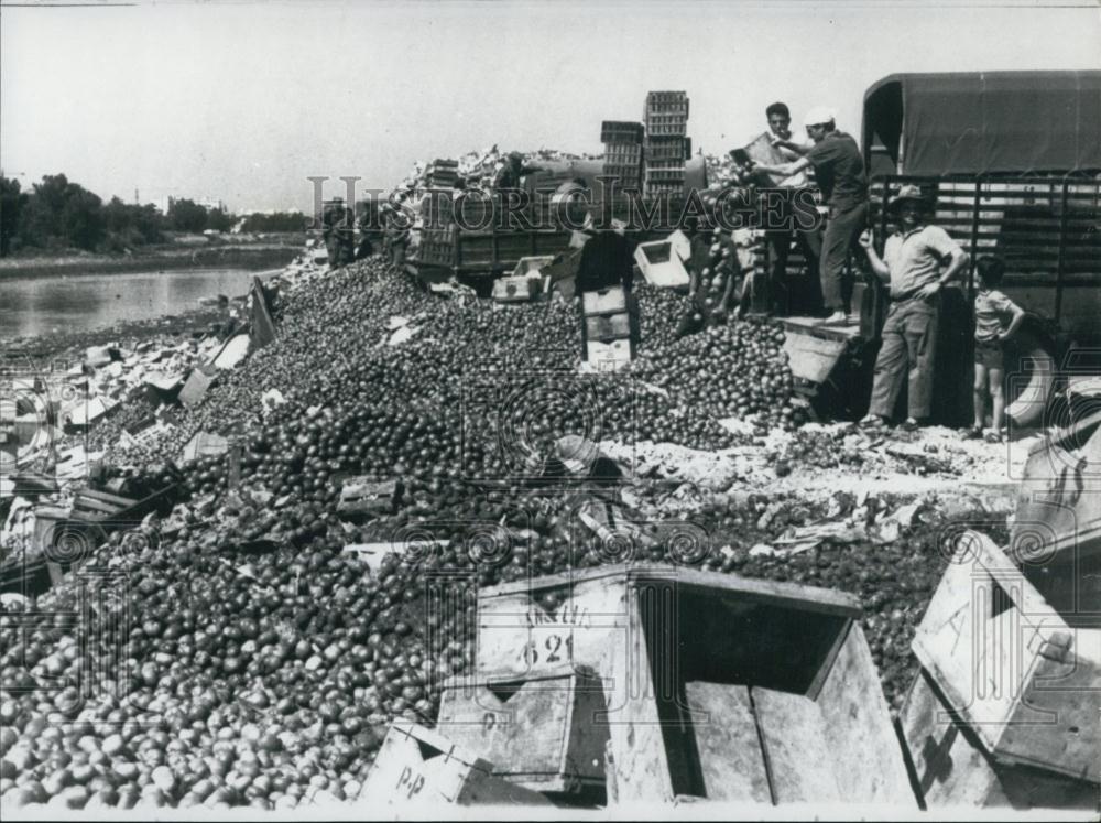 1967 Press Photo French tomatoe Growers Jettison forty tons of tomatoes - Historic Images