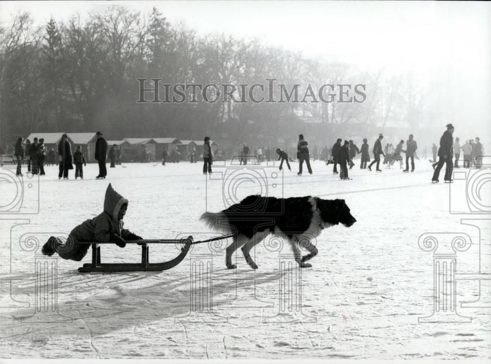 Press Photo An unusual sledge-dog&quot;...&quot; - Historic Images