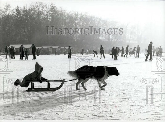 Press Photo An unusual sledge-dog"..." - Historic Images