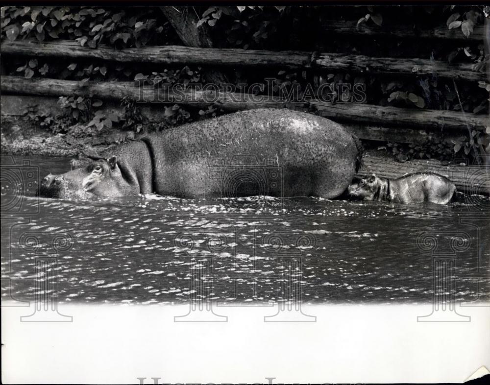 1967 Press Photo Baby Hippo and mom at Whipsnade zoo - Historic Images