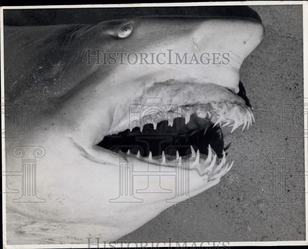 Press Photo Shark, Montague Island - Historic Images