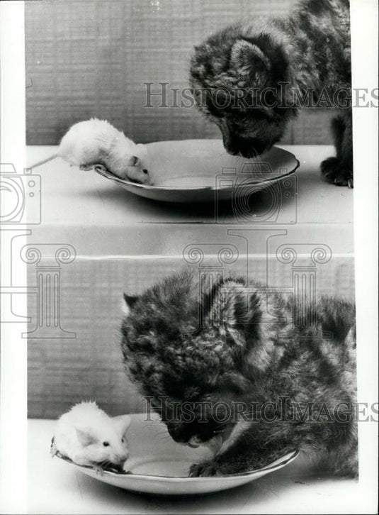 Press Photo Newborn Puma Cub 2 Pics Eating With White Mouse-Sherwood Zoo, Notts - Historic Images