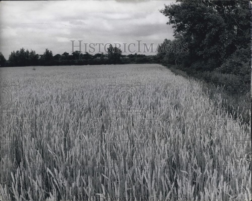 Press Photo England Wheat Field - Historic Images