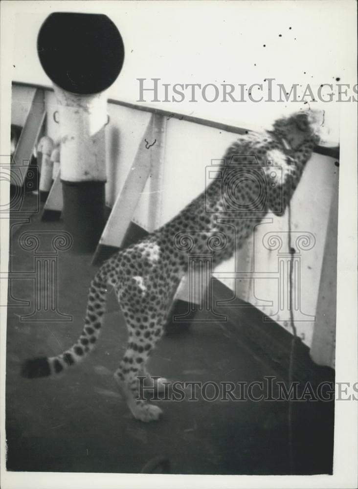 1957 Press Photo Kibu the cheetah just before he jumped overboard from the ship - Historic Images