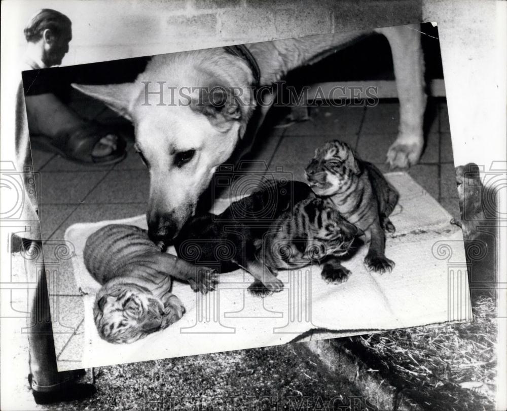 1966 Press Photo Lions with dog Southhampton Zoo - Historic Images