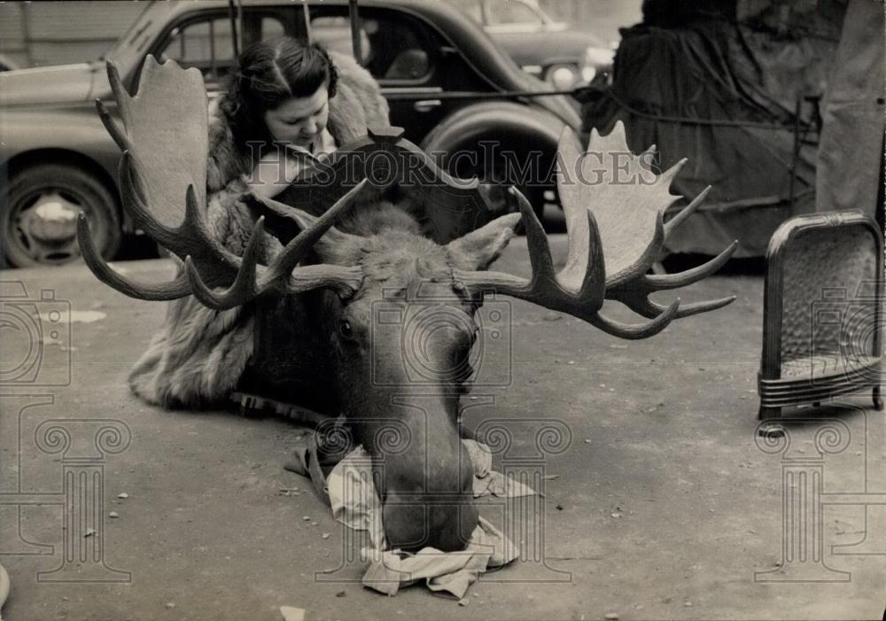 1959 Press Photo Stuffed head of a reindeer,at Jung Fair in Paris - Historic Images