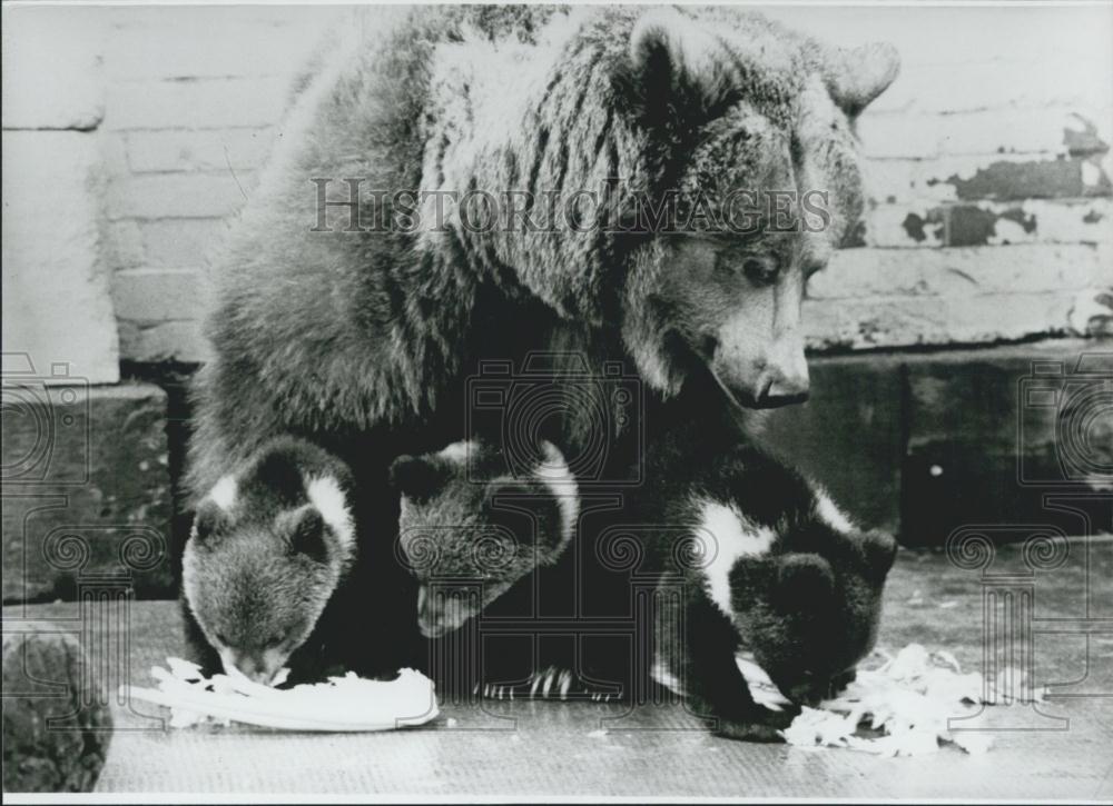 1964 Press Photo Brown Bear Triplets Born in Wilhelma in Germany - Historic Images