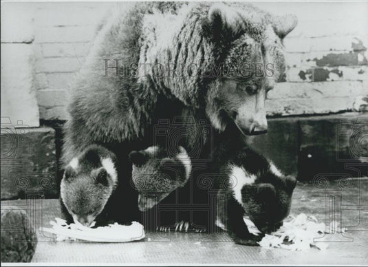 1964 Press Photo Brown Bear Triplets Born in Wilhelma in Germany - Historic Images
