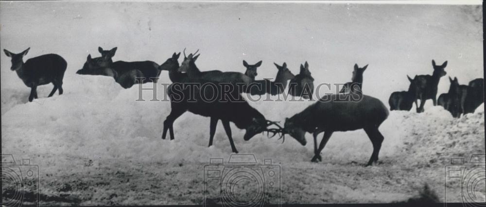 1963 Press Photo Kings of the Wood" in Leutasch Near Seefeld" - Historic Images