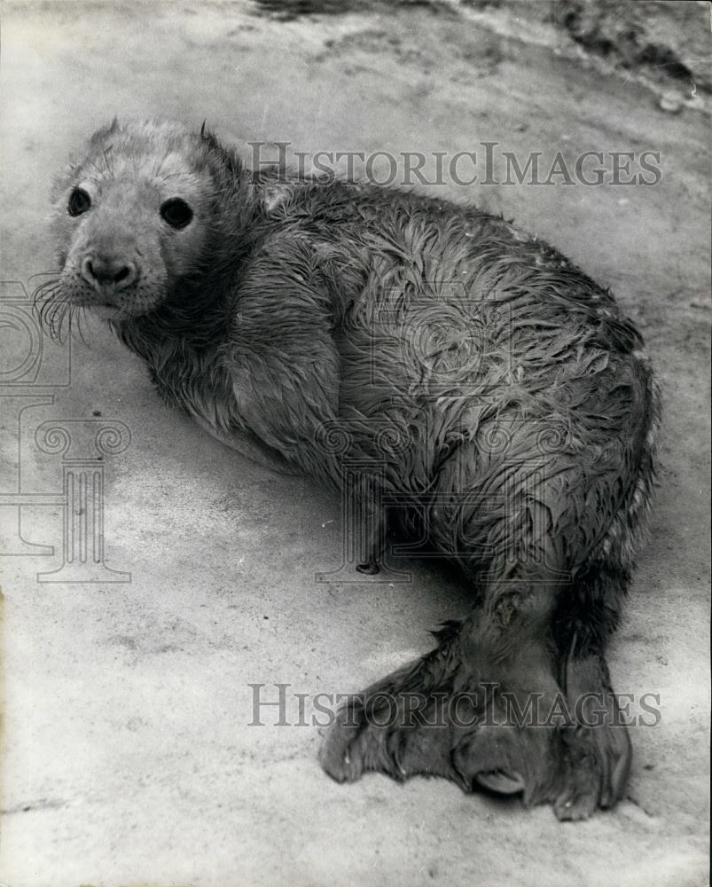 1963 Press Photo New Grey Seal Pup at the London Zoo - Historic Images