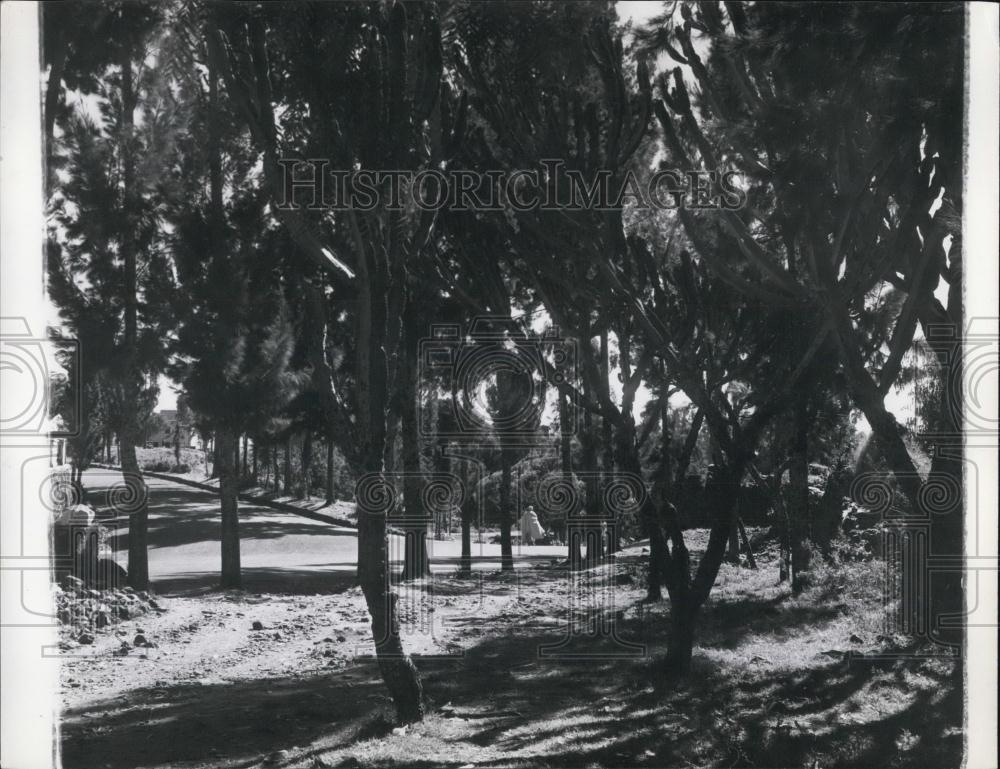 Press Photo Eucalyptus Trees in Gondar, ancient city and former capital of Ethio - Historic Images