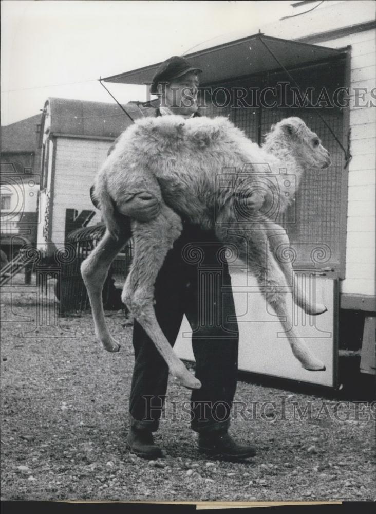1957 Press Photo White Camel Born Munich Rare Event Swiss Circus Knie - Historic Images