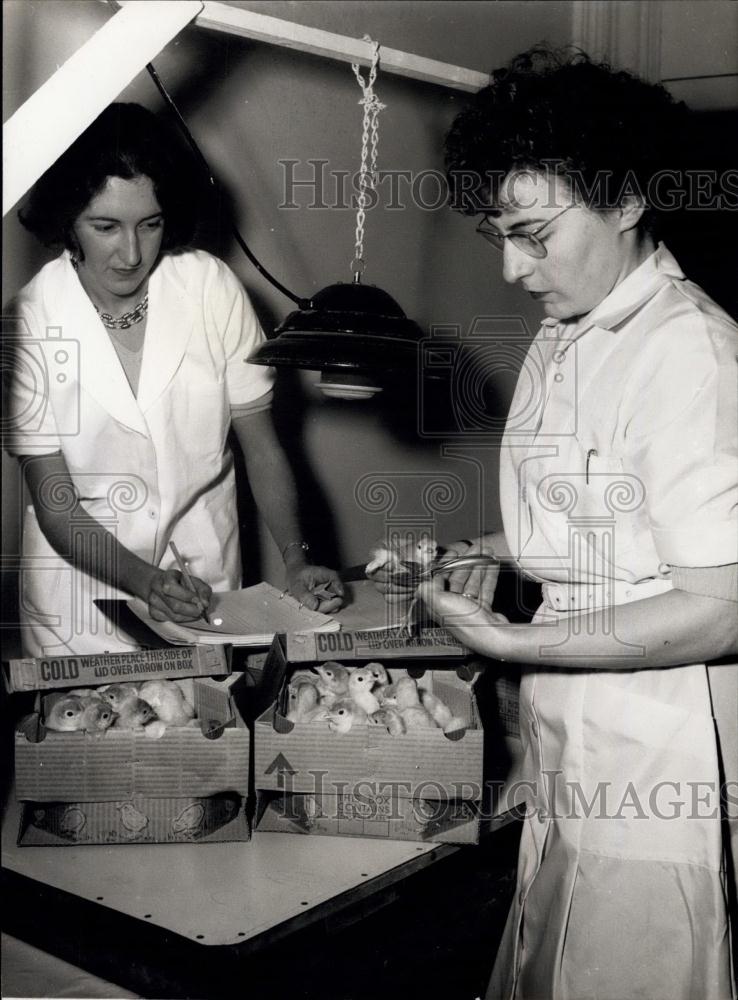 Press Photo Miss Jean Gray with Turkey Chicks - Historic Images