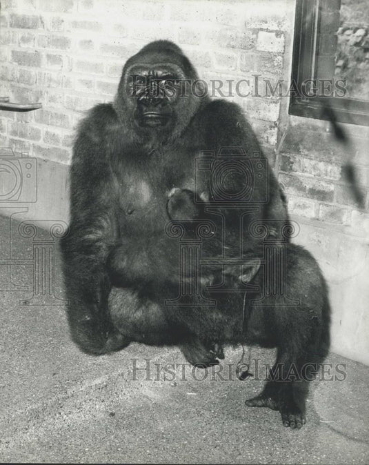1976 Press Photo Gorilla and her baby at London Zoo - Historic Images