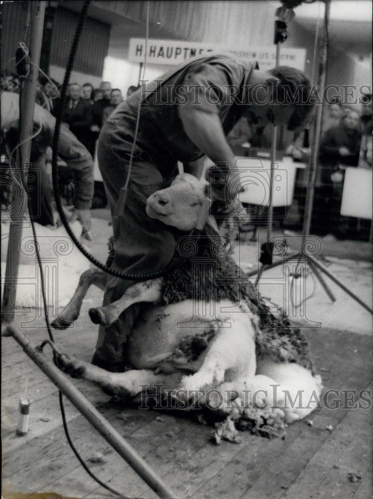 1968 Press Photo Sheep Sheapers At Agricultural Show - Historic Images