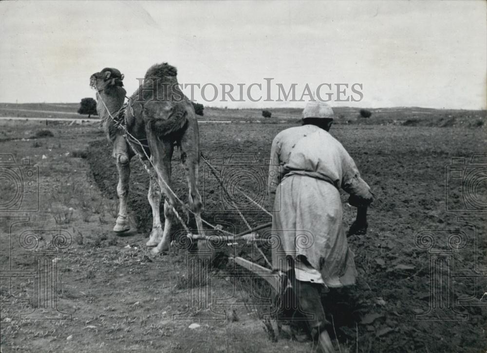 Press Photo Berber tribesmen & camel doing work on her farm - Historic Images