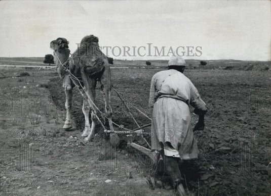 Press Photo Berber tribesmen & camel doing work on her farm - Historic Images