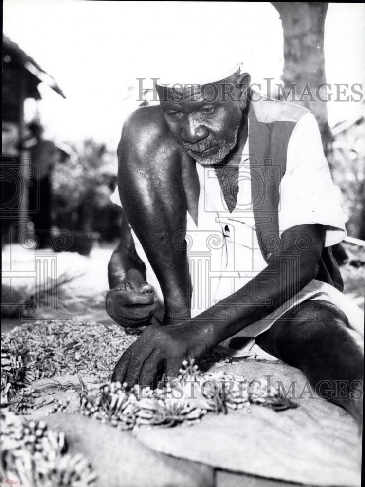 Press Photo Tanzania: Cloves Being Sorted in Lanzibar - Historic Images