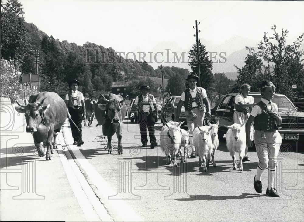 1985 Press Photo Switzerland are the Alpine herdsmen & flock of animals - Historic Images