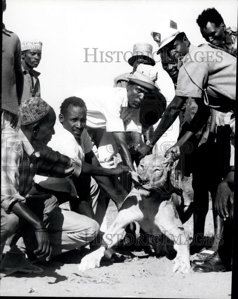 1972 Press Photo Man-Eating Lions Killed In Wajir Africa - Historic Images