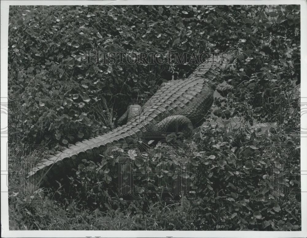 Press Photo Everglades National Park&#39;s Leading Citizen Alligator - Historic Images