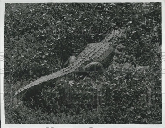 Press Photo Everglades National Park's Leading Citizen Alligator - Historic Images
