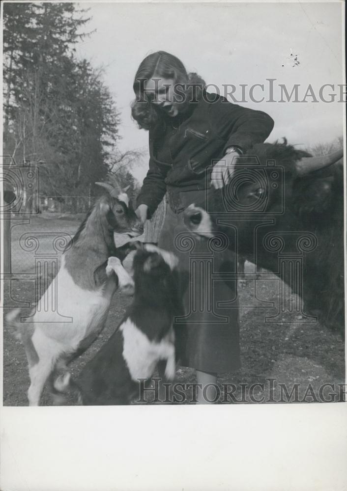 Press Photo Baby Goats and a Bull battle for attention from the girl - Historic Images