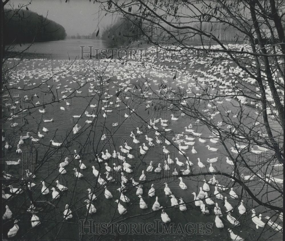 1971 Press Photo Lenin Cooperative Duckfarm At Fadd, Southern Hungary - Historic Images