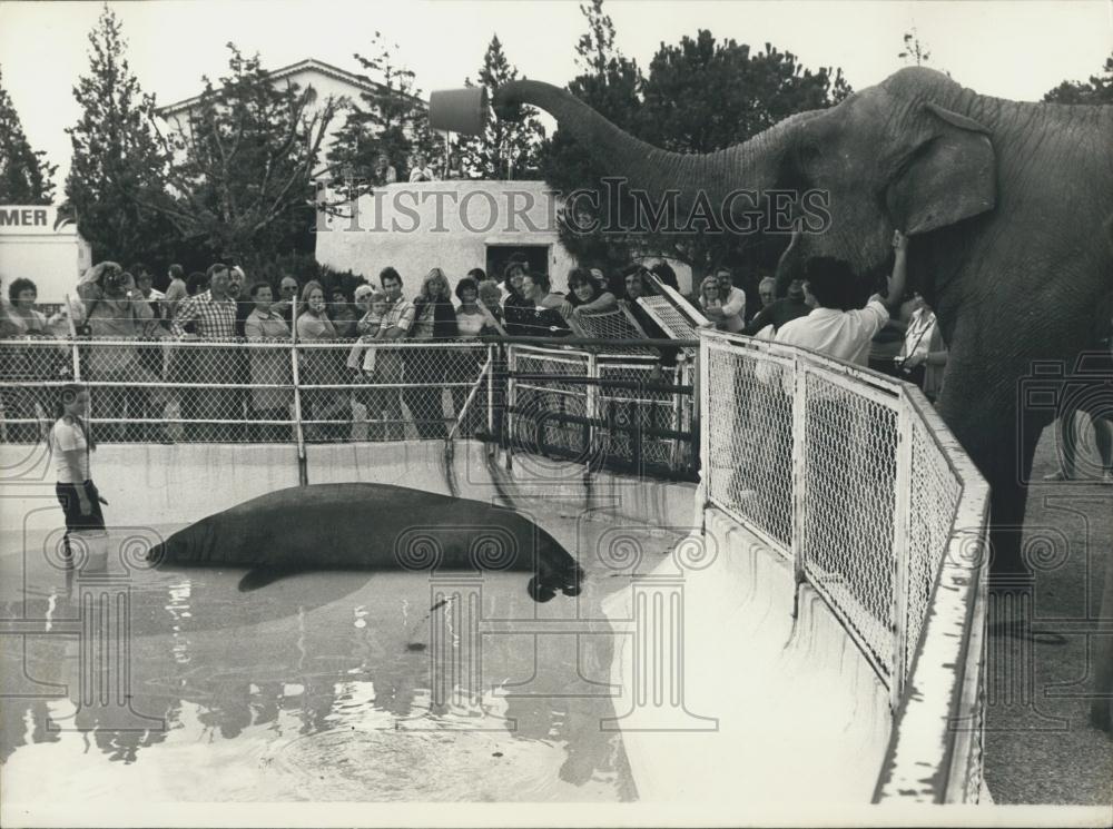 1974 Press Photo Elephant &amp; sea elephant at Biot Marine Zoo - Historic Images