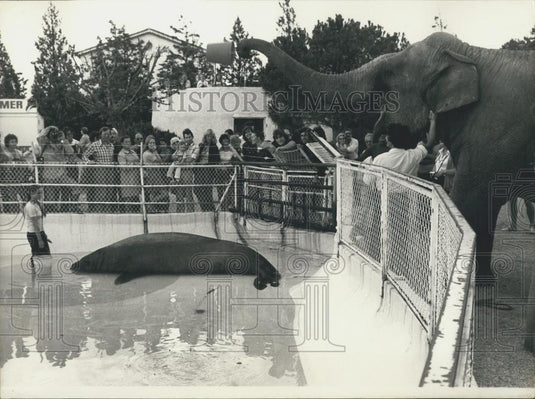 1974 Press Photo Elephant & sea elephant at Biot Marine Zoo - Historic Images