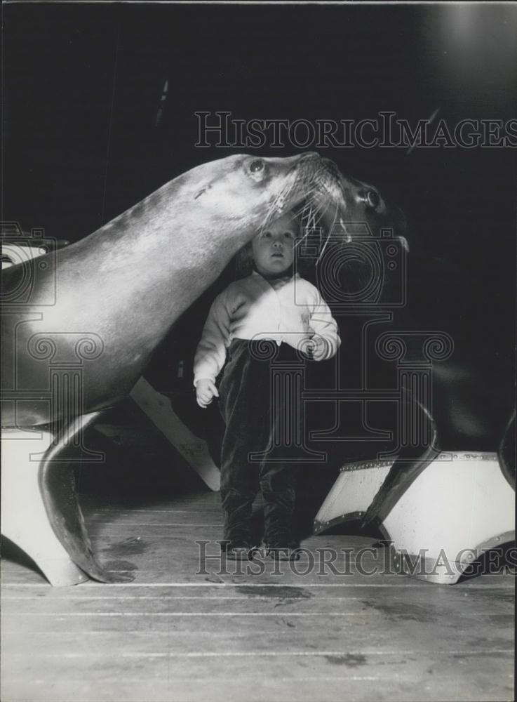 Press Photo Bertha look on as sealions Roland and Leo - Historic Images