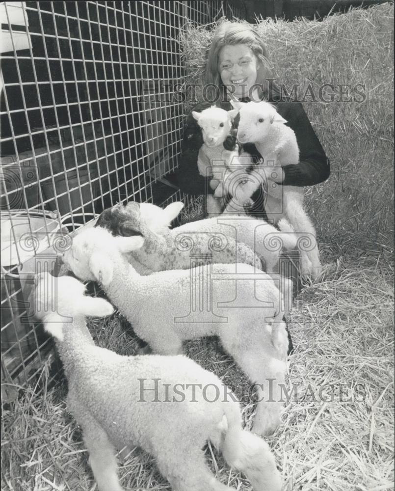 1981 Press Photo Triplet Lambs 12 hours old - Historic Images