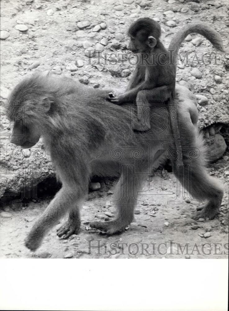 1973 Press Photo Young Baboon Riding Mother Zoo Hellaburn West Germany - Historic Images