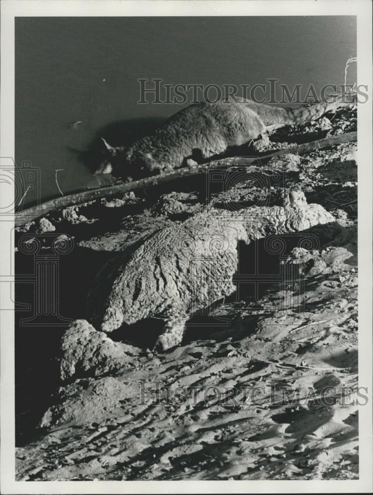 Press Photo Australian Drought - Historic Images