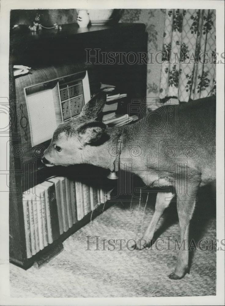 1954 Press Photo Deer Bambi, Mr Markvardzen, Funen, Denmark - Historic Images