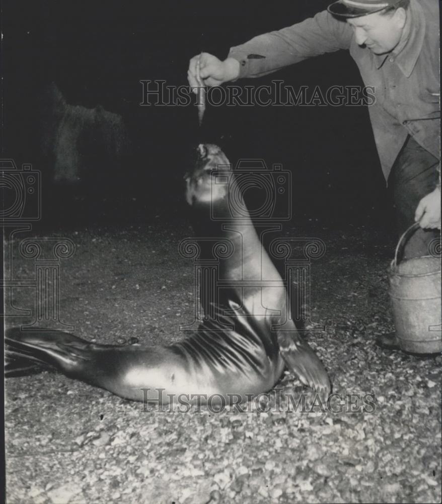 1955 Press Photo Sea Lions at Vincennes Zoo - Historic Images