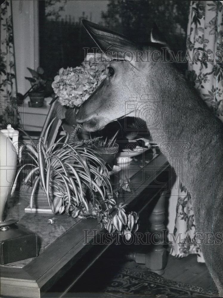 Press Photo A Deer Considers Dining Indoors - Historic Images