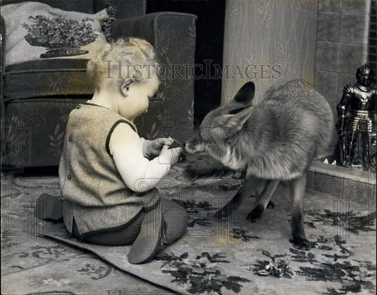 Press Photo Child Vanessa Price Playing With Pet Fox - Historic Images