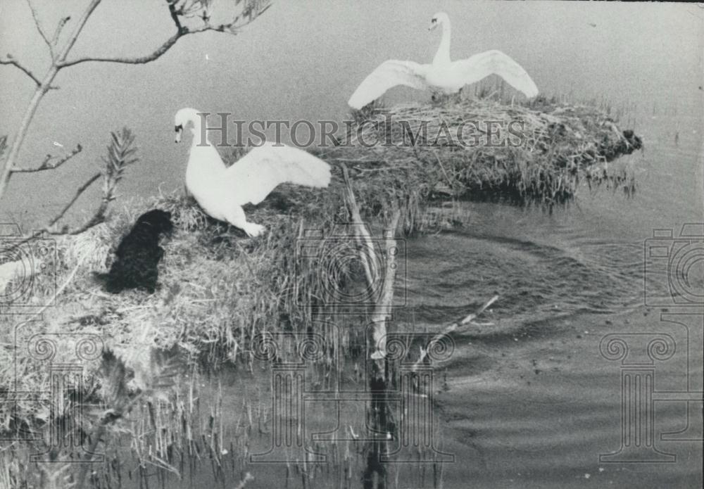 Press Photo Cocker Spaniel and some swans at their nest - Historic Images