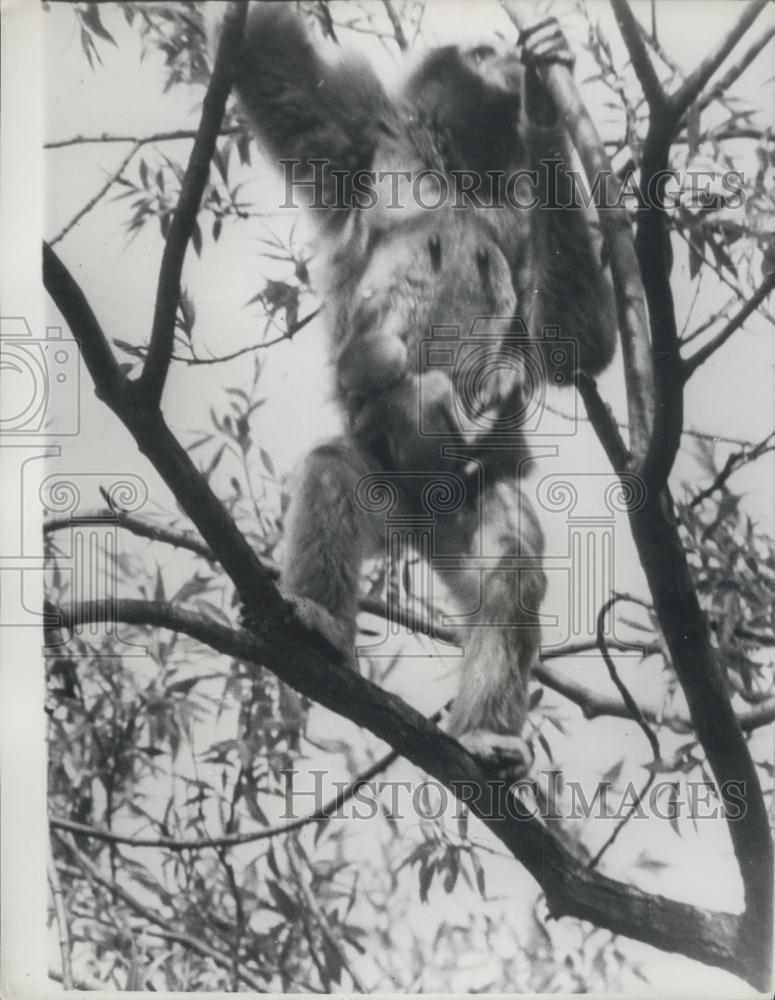 1967 Press Photo Windy the baby Gibbon Ape born in Paington Zoo with its mother - Historic Images