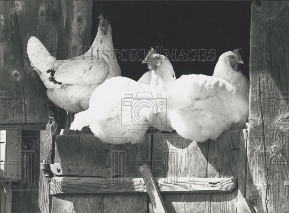 1990 Press Photo Happy Hens on a farm - Historic Images