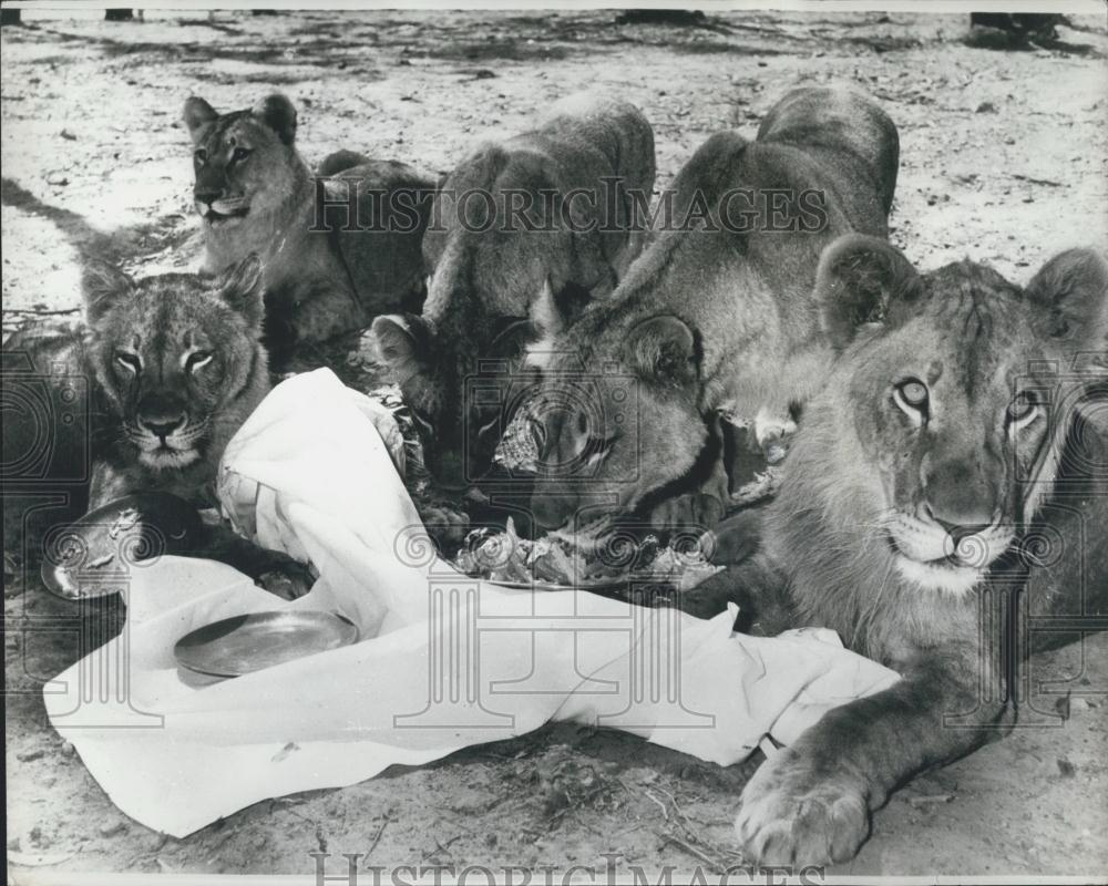 Press Photo Lion&#39;s at Ashton&#39;s lion park in Brisbane Austraila eating chicken - Historic Images