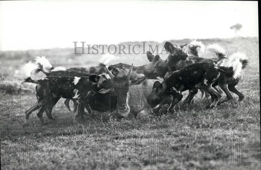 Press Photo Beast Overpowered By Hunting Dogs - Historic Images