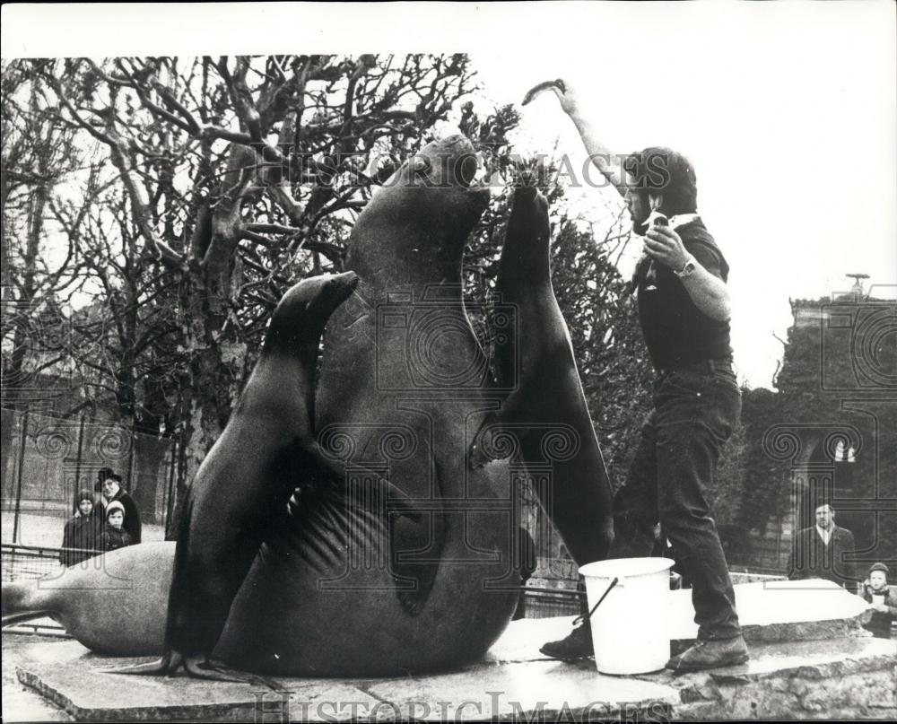 1970 Press Photo Stuttgart Zoo Feeding Time Sea Elephant Sea Lions Wilhelma - Historic Images