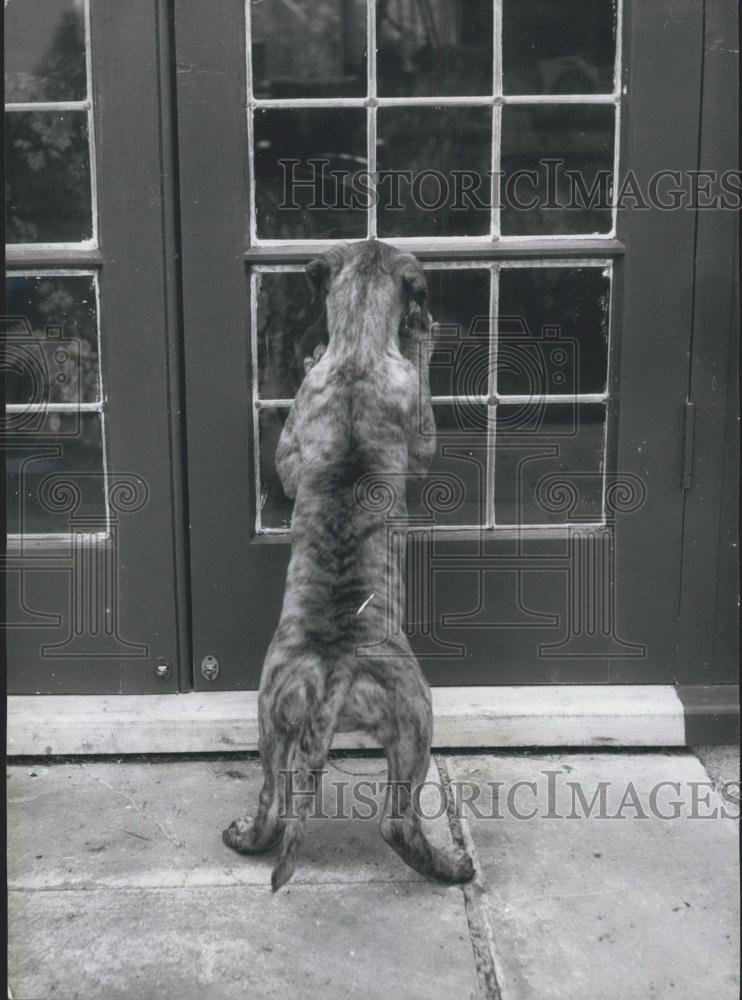 Press Photo Dog scratches at back door - Historic Images