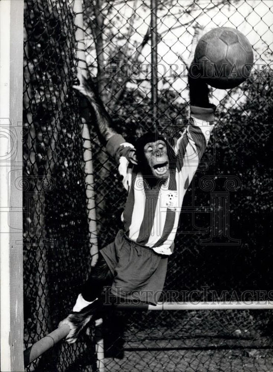 Press Photo Chimps: Monkey business carries on, football season - Historic Images
