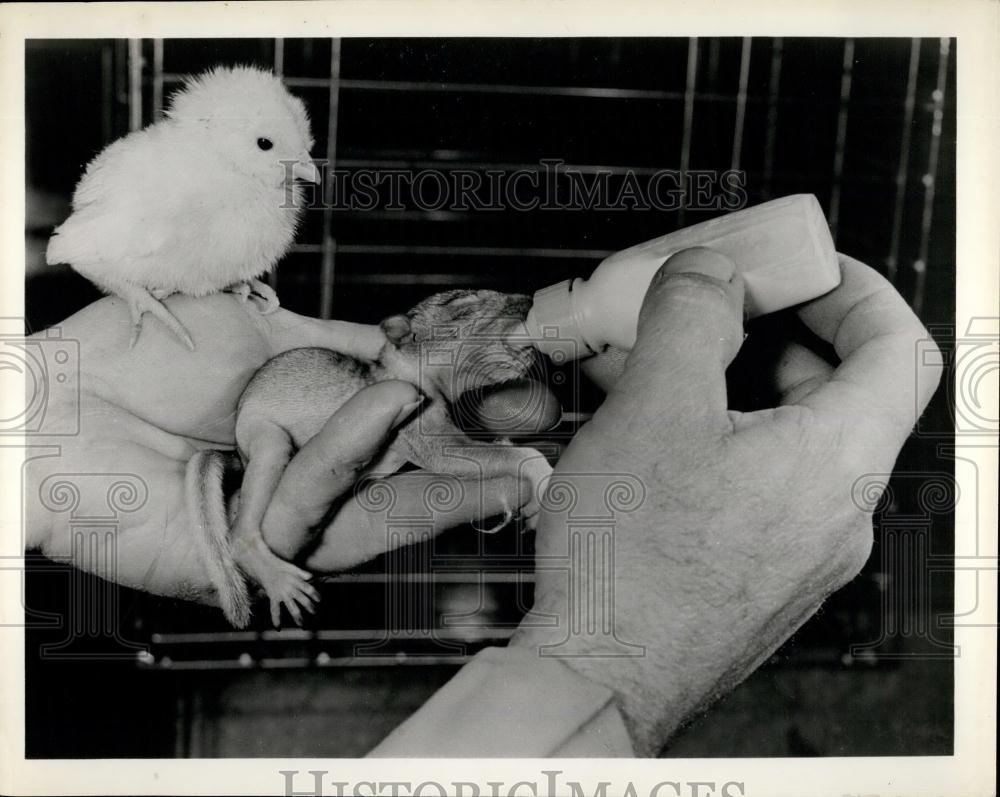 Press Photo Someone Feeding Newborn Squirrel With Chick Sitting On Hand - Historic Images