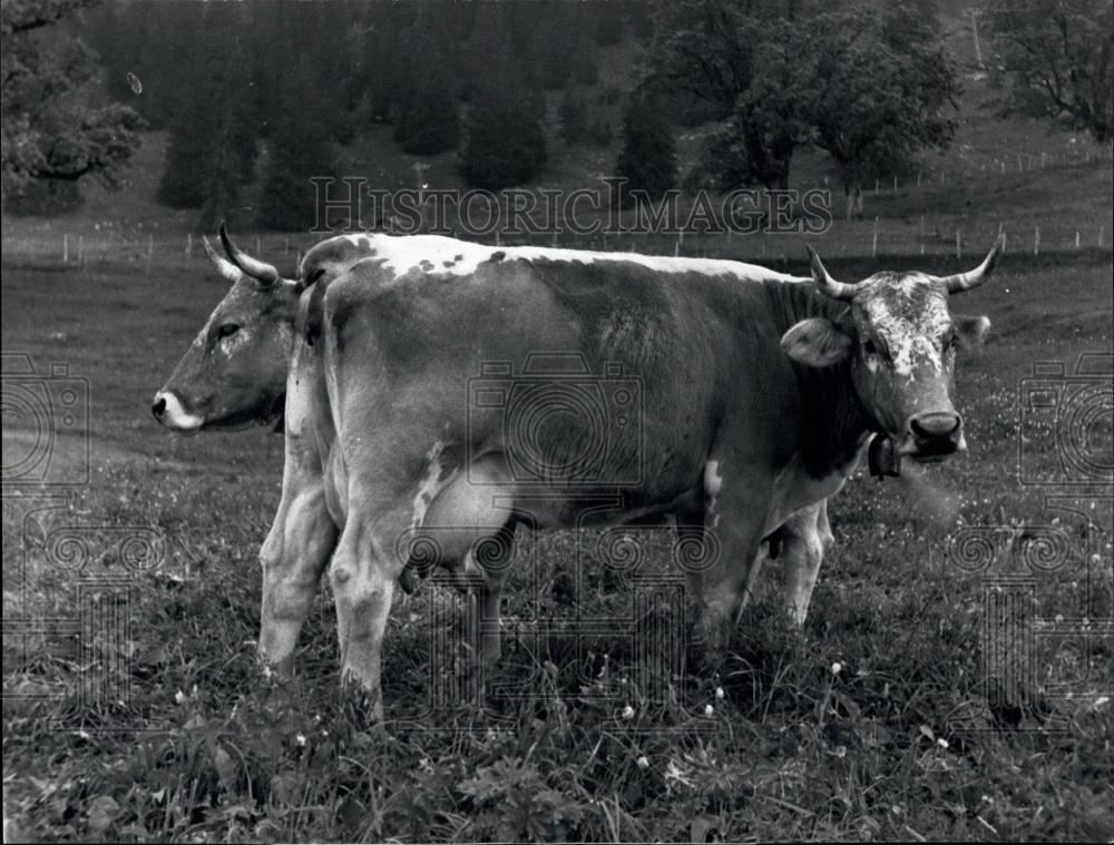 1975 Press Photo A Two Headed-Cow? - Historic Images